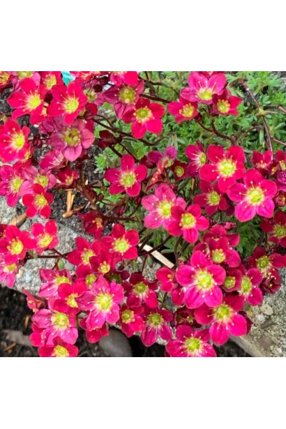 Saxifraga Arendsii Pixi Pan Red